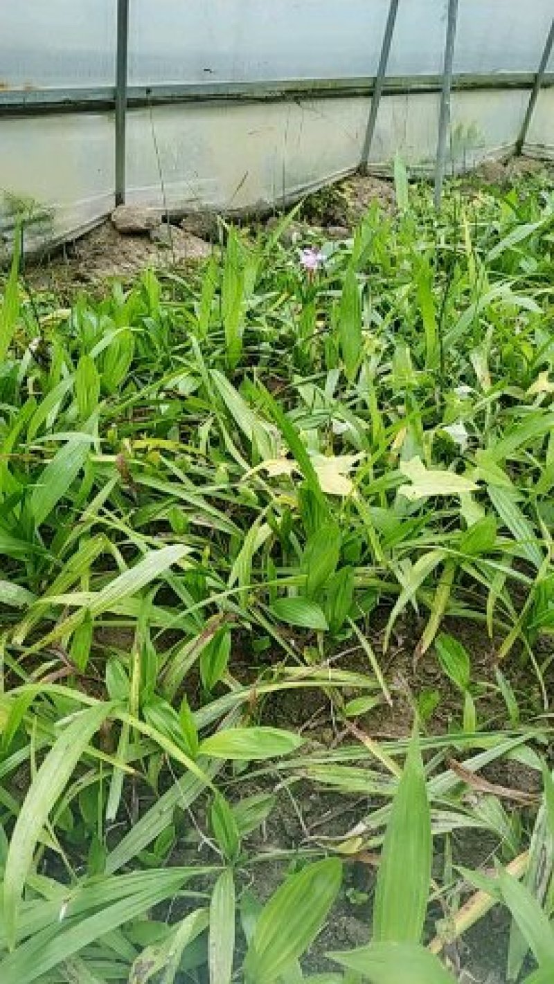 三叉白芨种苗包品种包成活包技术