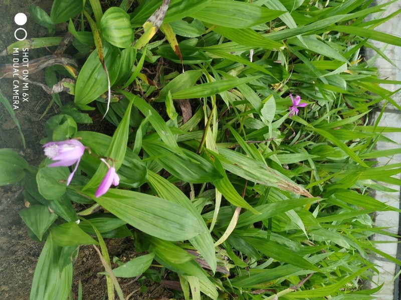三叉白芨种苗包品种包成活包技术