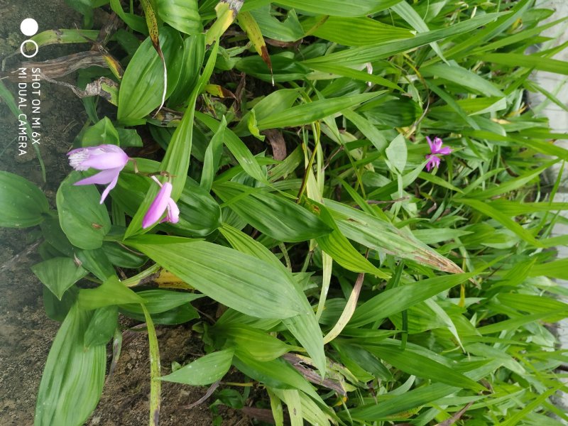 三叉白芨种苗包品种包成活包技术