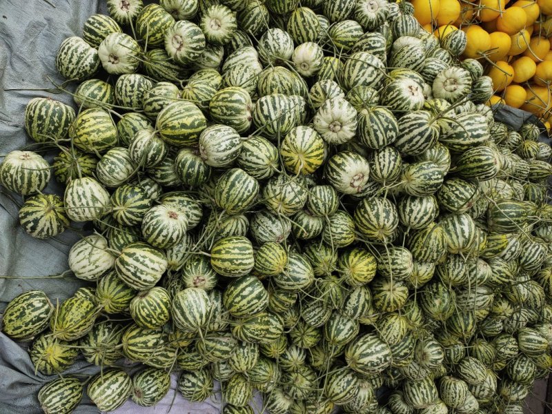 花蕾一号甜瓜甜掉牙欢迎来电咨询中国甜瓜香瓜