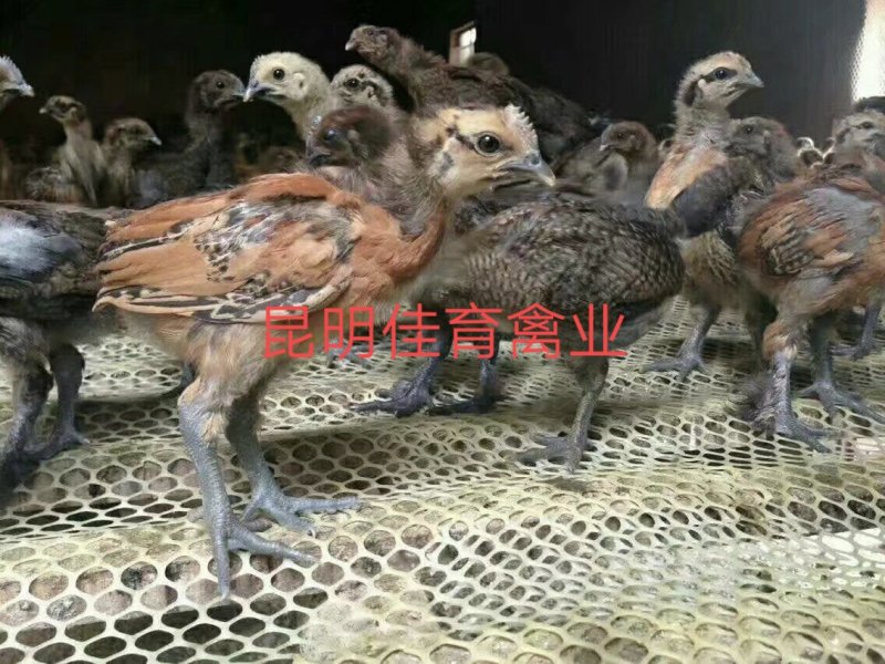 土鸡苗，鸡苗，乌骨鸡苗，无量山土鸡苗，武定土鸡苗