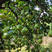 【有好货】梅州沙田柚金柚、30年老树、甜度高一手货源