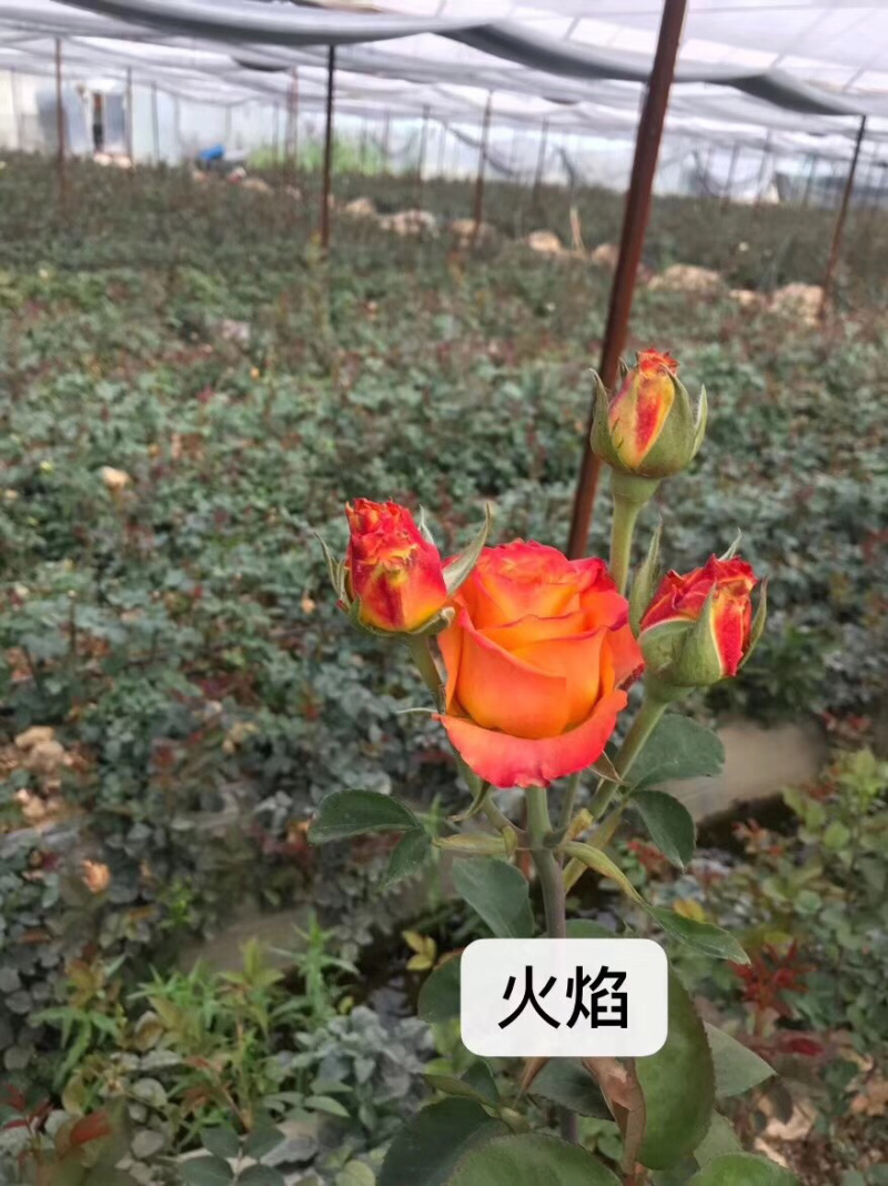 各色月季玫瑰小苗搭配批发零售基地直发品种颜色可以搭配