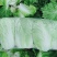 精品黄心大白菜，四至六斤，量大从优，诚信经营