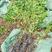 茶条槭，杯苗，乔灌木两用，可丛生茶条槭，茶条槭籽播苗