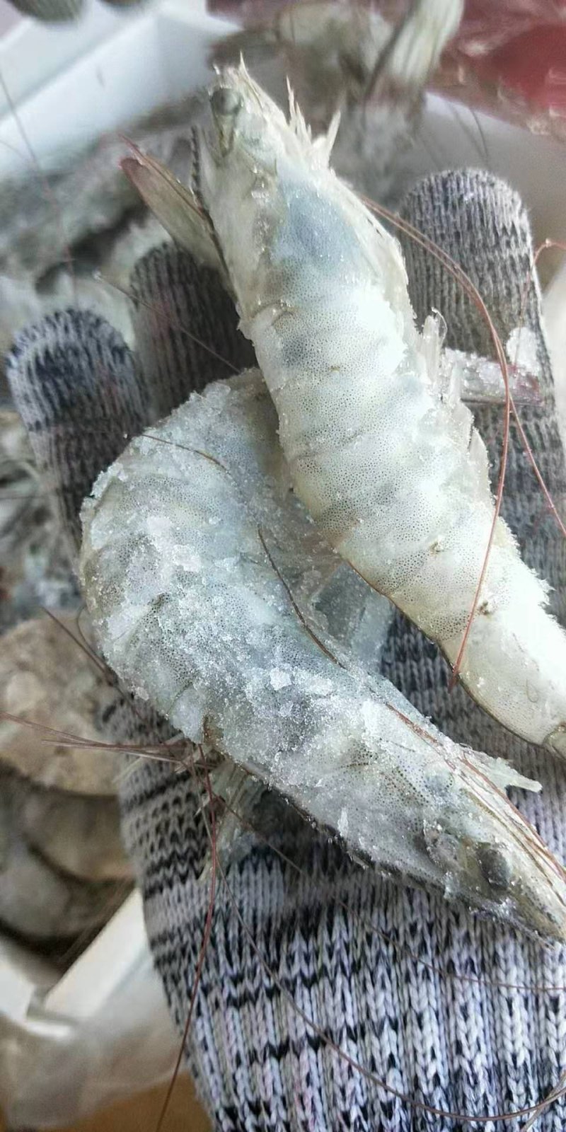 基围虾新鲜大虾冷冻盐水大虾整箱海虾基围虾一箱大冻