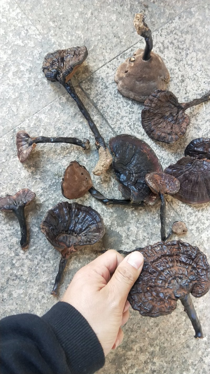 福建野生灵芝，大灵芝紫灵芝8-20公分伞面