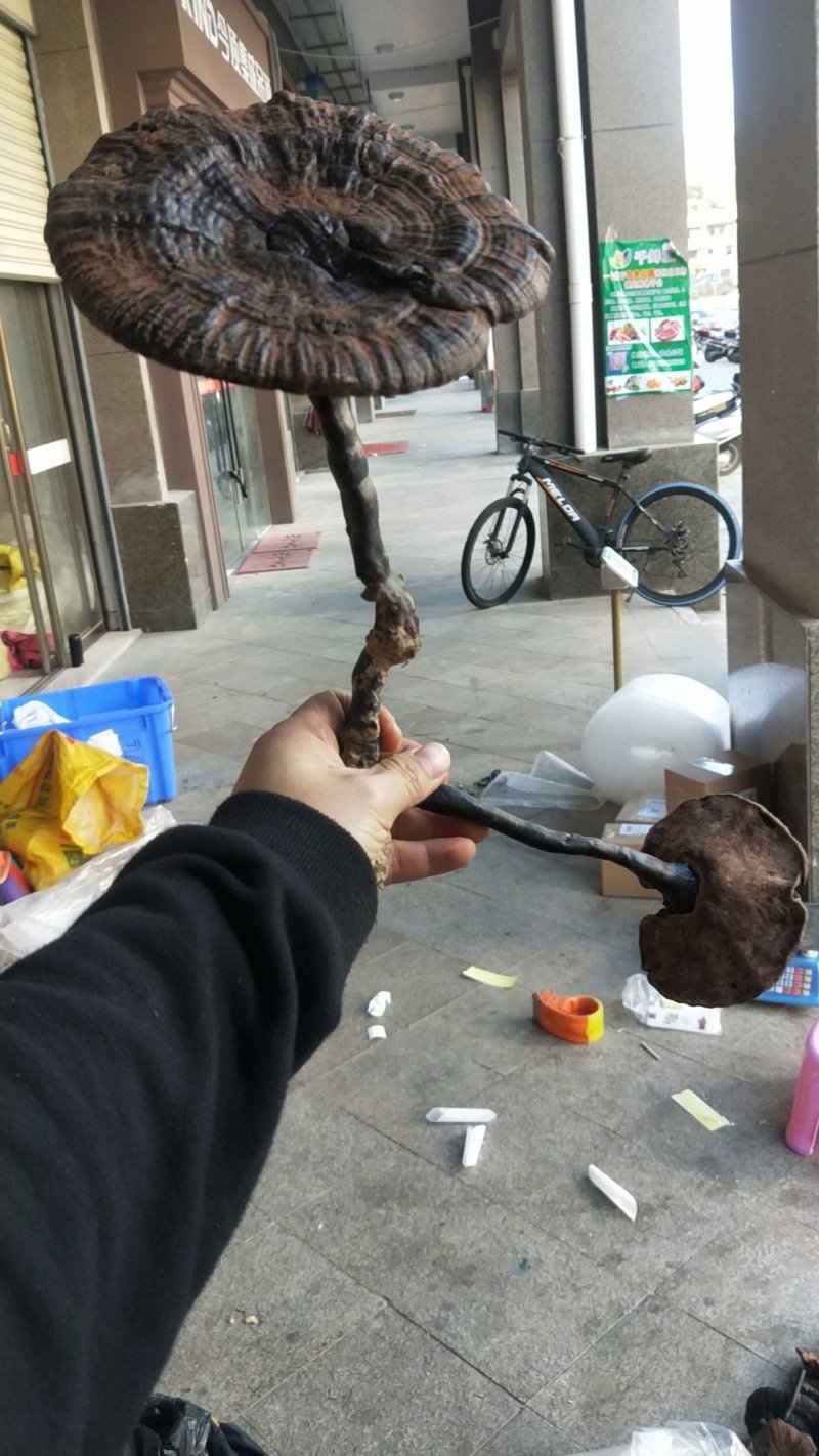 福建野生灵芝，大灵芝紫灵芝8-20公分伞面