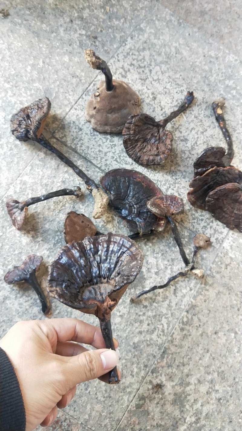 福建野生灵芝，大灵芝紫灵芝8-20公分伞面