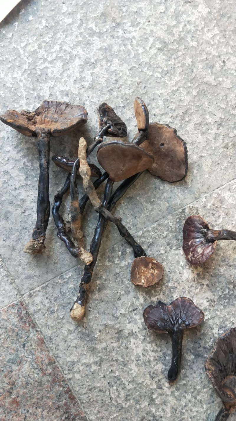 福建野生灵芝，大灵芝紫灵芝8-20公分伞面