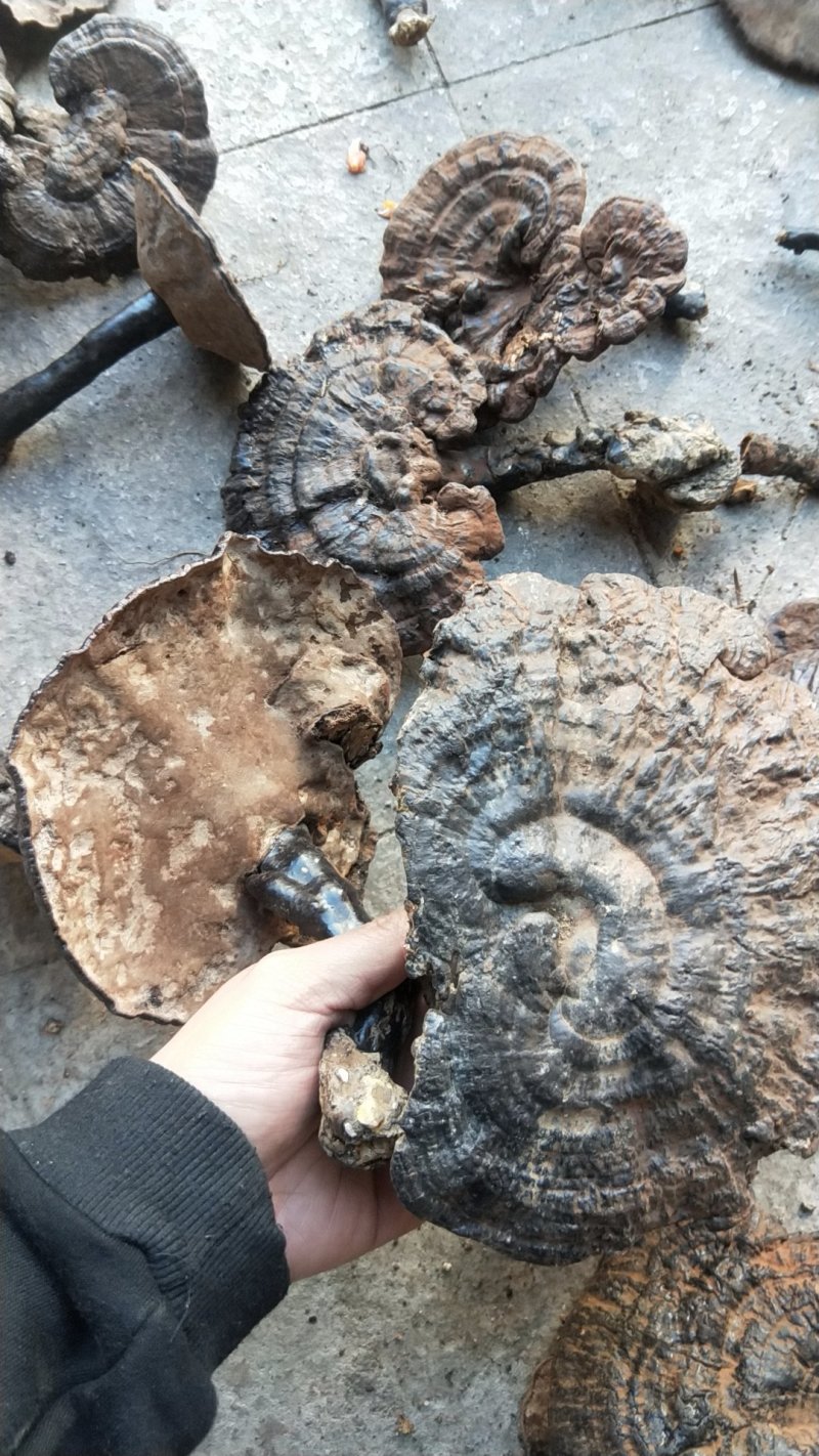 福建野生灵芝，大灵芝紫灵芝8-20公分伞面