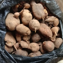 地苦胆，又叫金果榄，纯野生的，不是野生的可以退货！