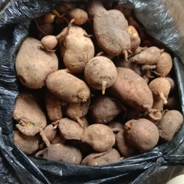 地苦胆，又叫金果榄，纯野生的，不是野生的可以退货！