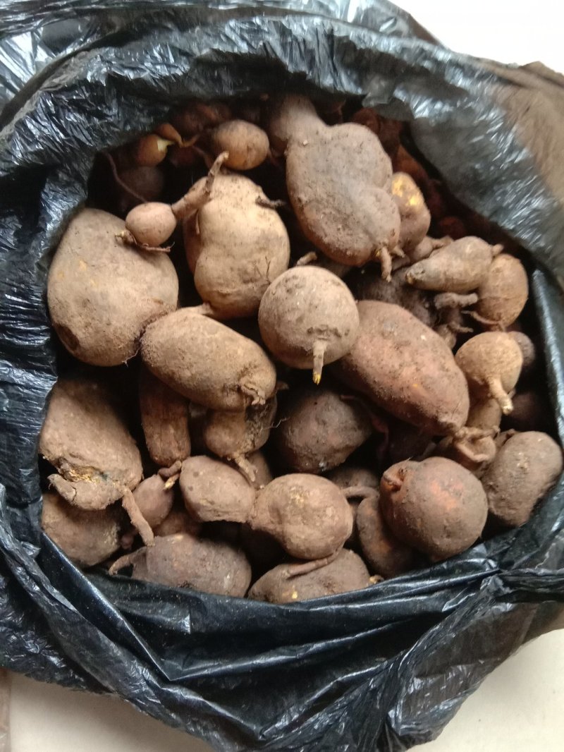 地苦胆，又叫金果榄，纯野生的，不是野生的可以退货！