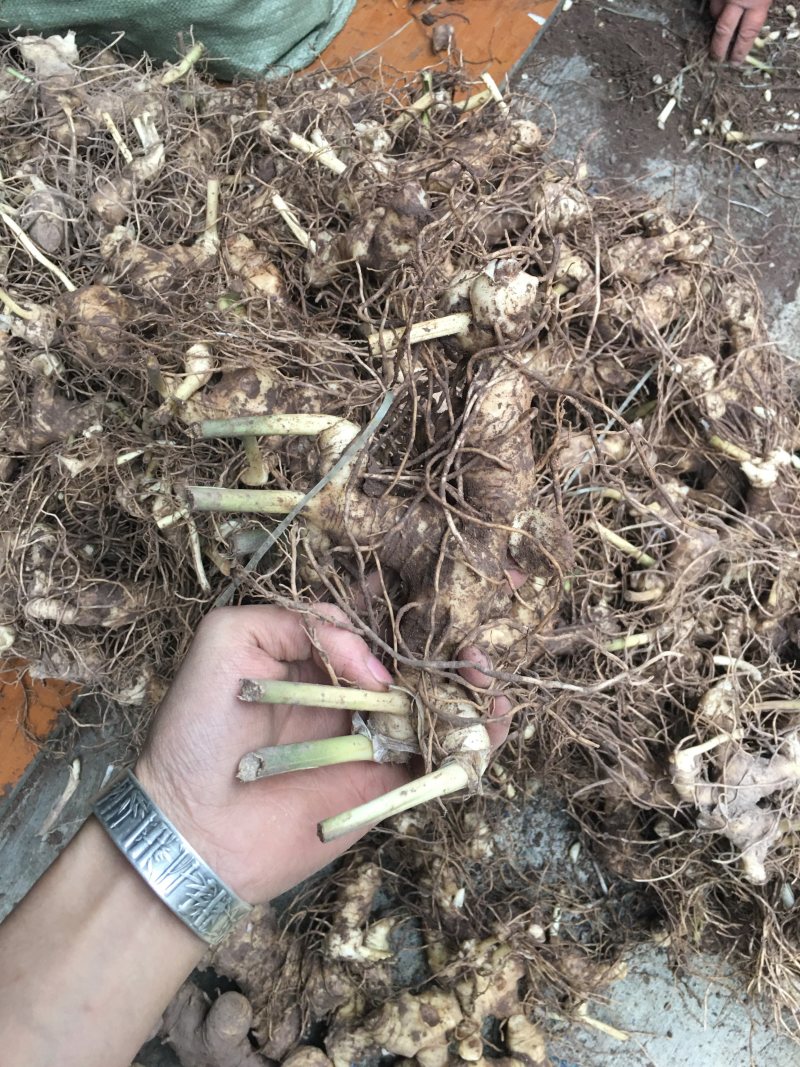 四川黄精块茎黄精种茎四川多花姜型甜黄精
