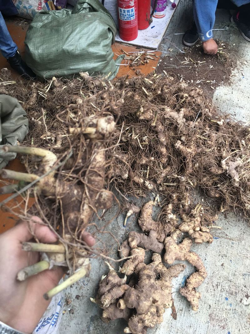 四川黄精块茎黄精种茎四川多花姜型甜黄精
