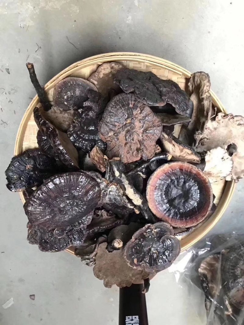 野生灵芝，8-15厘米伞面