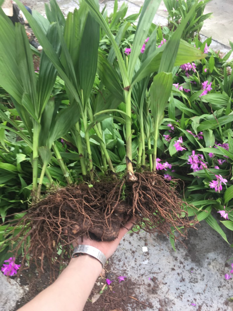 白芨种苗白芨苗紫花三叉白芨苗白芨苗子