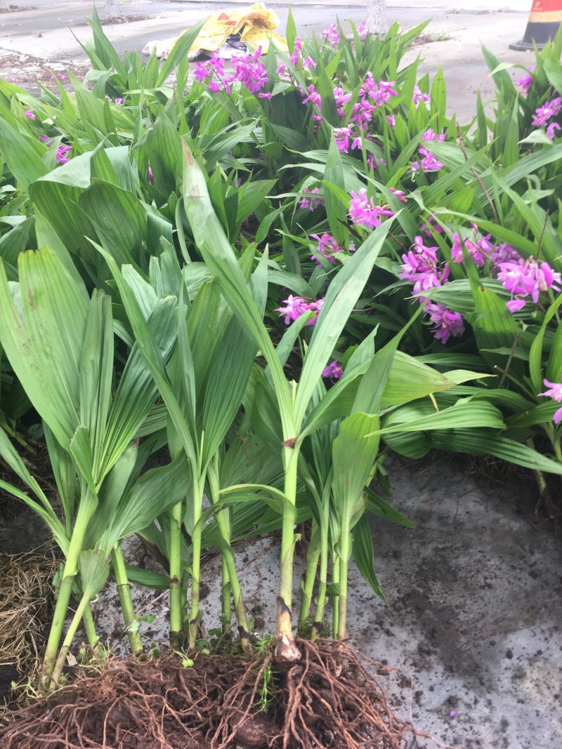 白芨种苗白芨苗紫花三叉白芨苗白芨苗子