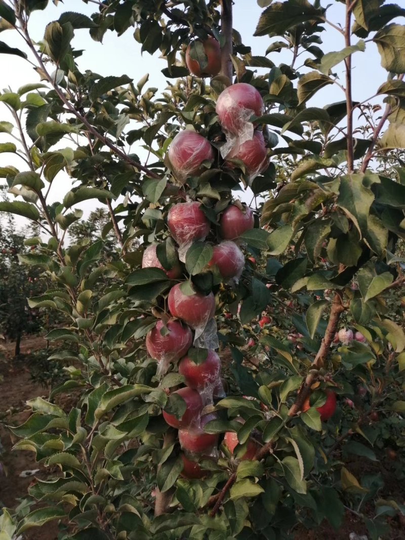 苹果树苗80cm以上量大价优
