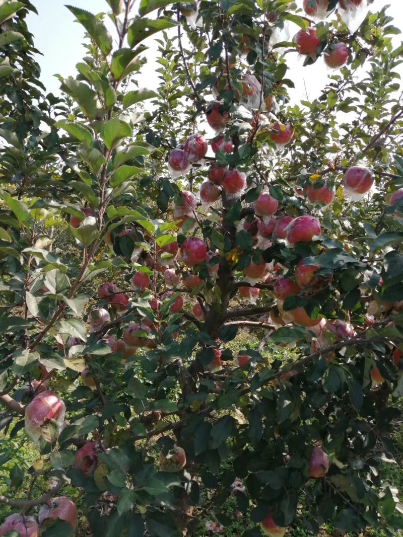 苹果树苗80cm以上量大价优
