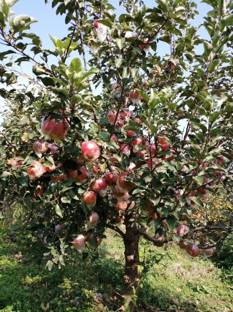 苹果树苗80cm以上量大价优