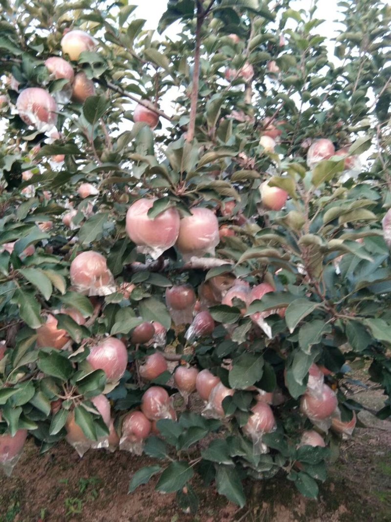 苹果树苗80cm以上量大价优