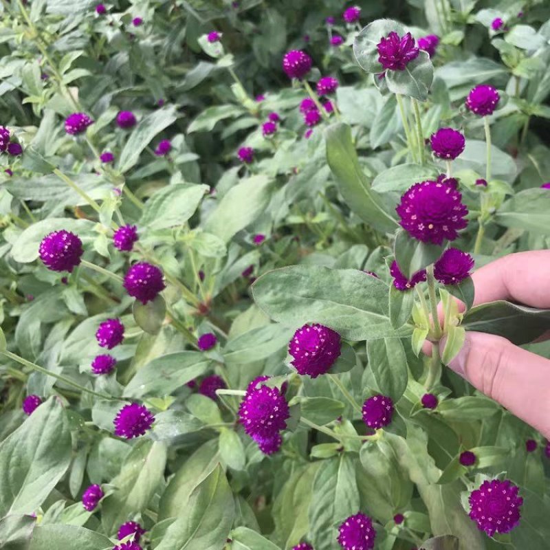 千日红花种子千日红百日红火球庭院景观绿化花卉盆栽易活花籽