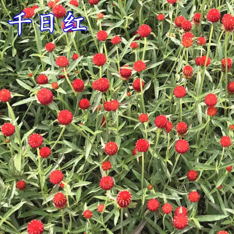 千日红花种子千日红百日红火球庭院景观绿化花卉盆栽易活花籽