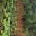 湖北恩施正宗马蹄大黄种子药用大黄种子大黄种子