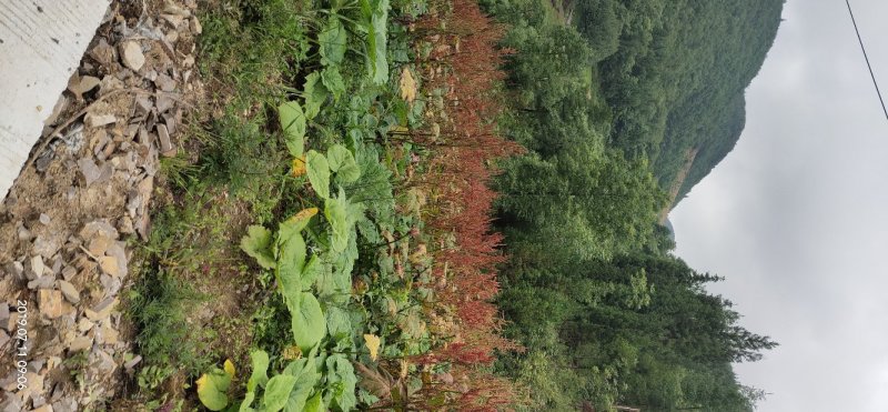 湖北恩施正宗马蹄大黄种子药用大黄种子大黄种子