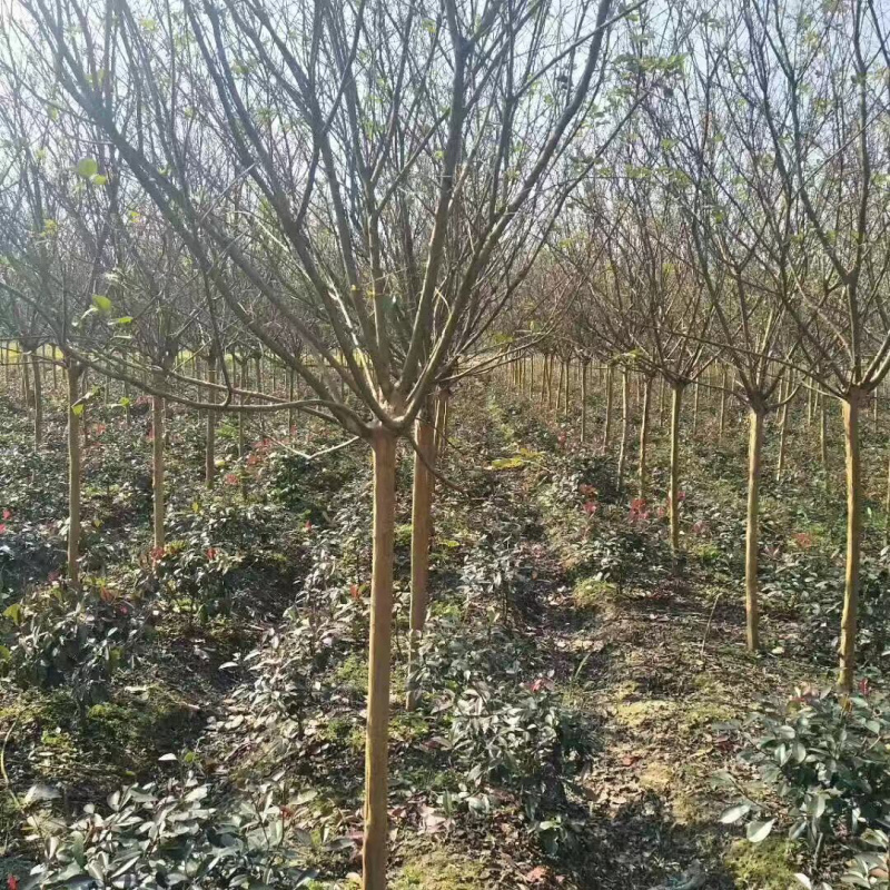 红花紫薇1-15公分基地大量供应、6公分40元上车