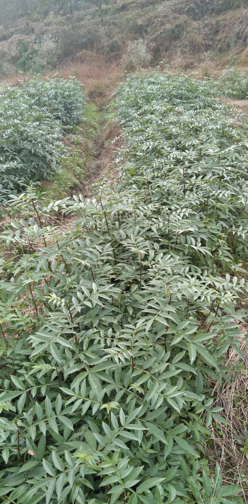 超纯种正中江津九叶青花椒乳苗、成品苗供应