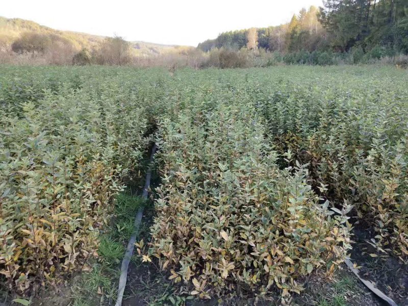 蓝靛果苗大果当年结果苗一年两年三年苗品种齐全保证成活