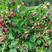 红树莓苗品种纯，三色可选，现挖现发，死苗补发