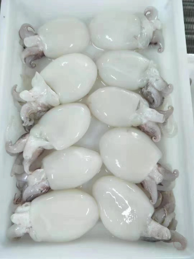 墨鱼仔，精品墨鱼仔，厂家直销，质量保证量大从优