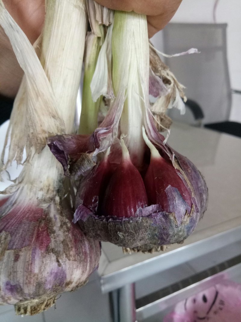 今年新鲜蒜开始预订中保证质量价格随行就市！