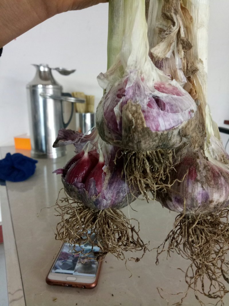 今年新鲜蒜开始预订中保证质量价格随行就市！
