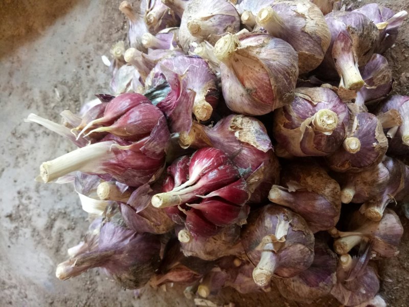 今年新鲜蒜开始预订中保证质量价格随行就市！