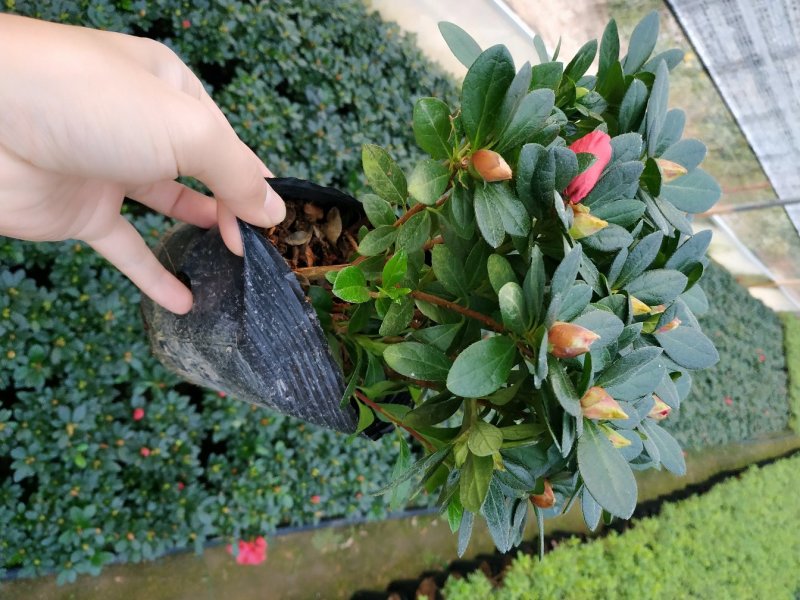 16杯五颗组杨梅红小桃红杜鹃花种植户直销一手货源供应充足