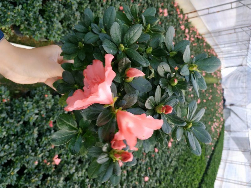 16杯五颗组杨梅红小桃红杜鹃花种植户直销一手货源供应充足