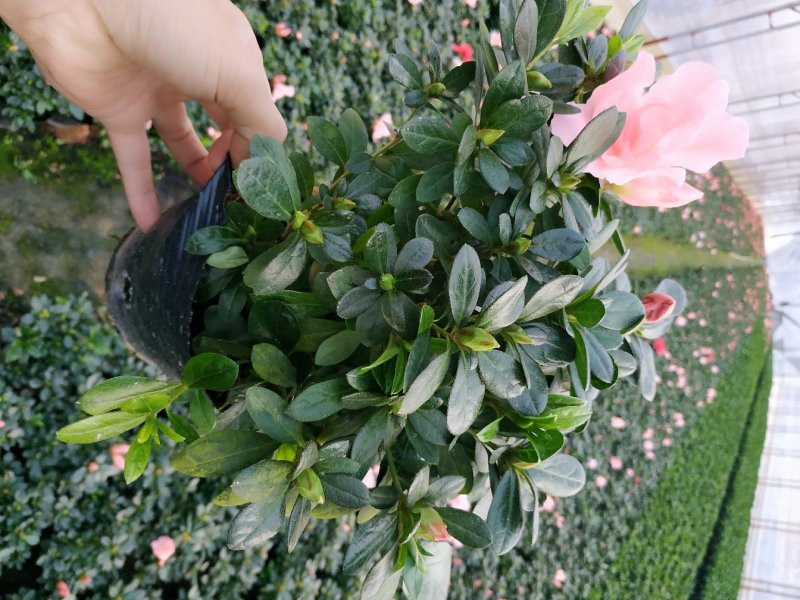 16杯五颗组杨梅红小桃红杜鹃花种植户直销一手货源供应充足