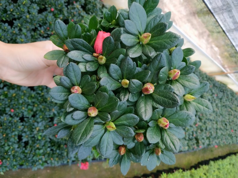 16杯五颗组杨梅红小桃红杜鹃花种植户直销一手货源供应充足