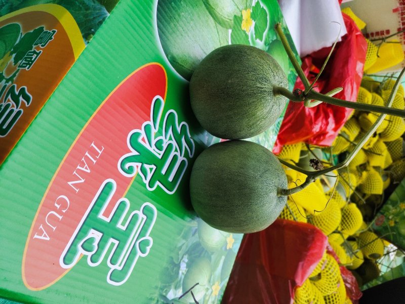 圣女果，千禧贝贝圆粉六号釜山88小柿子基地