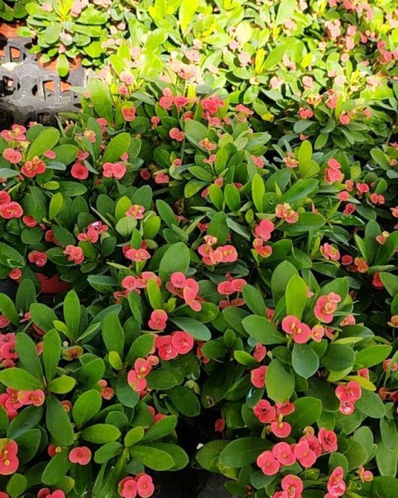 铁海棠虎刺梅盆栽多肉室内花卉绿植带花带盆发货