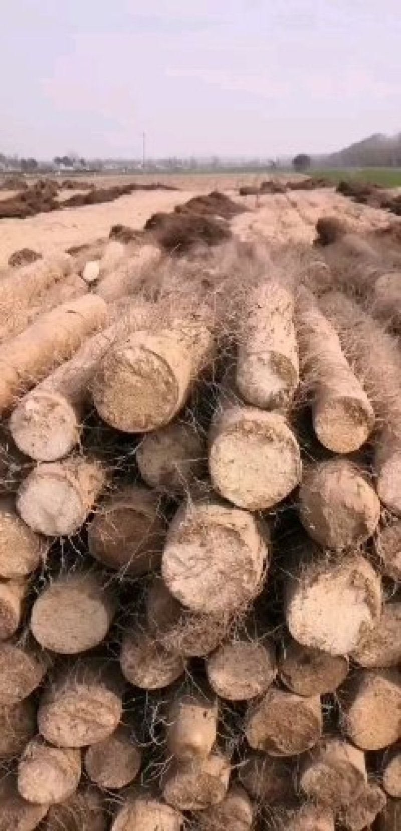 淮阳区九斤黄山药大量上市，个大条形好产地专业代办