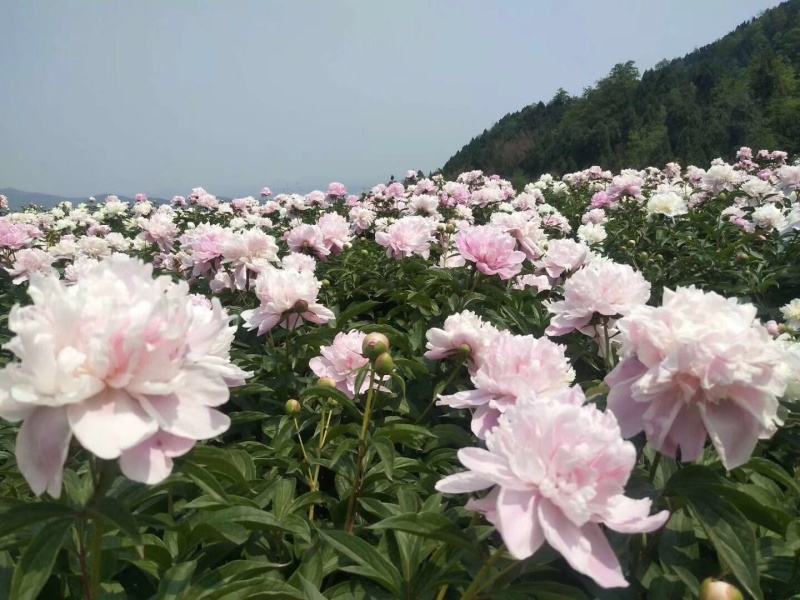 川白芍种苗批发白芍种苗白芍芽四川中江白芍芽头