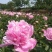 川白芍种苗批发白芍种苗白芍芽四川中江白芍芽头