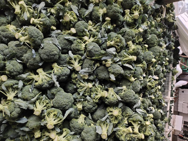 二级精品耐寒优秀西兰花，供加工厂基地直发