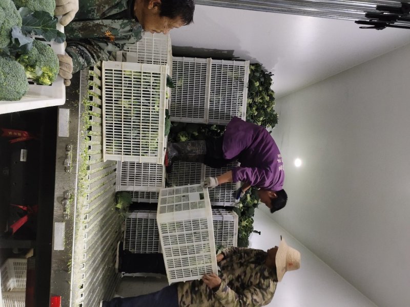 二级精品耐寒优秀西兰花，供加工厂基地直发